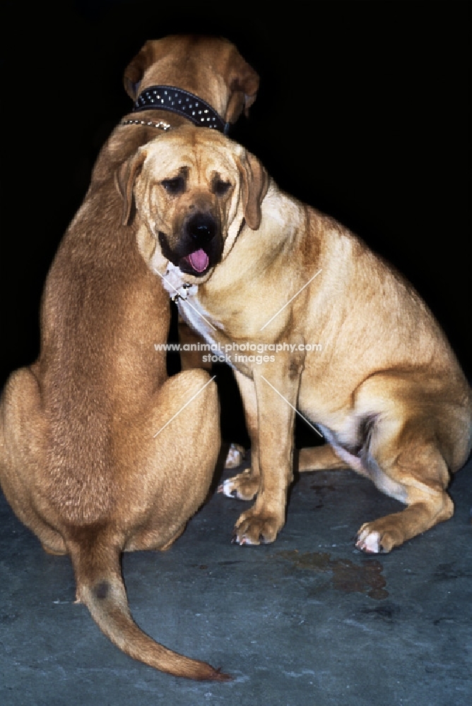 two tosa dogs sitting together