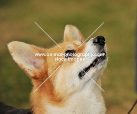 Pembroke Corgi looking up