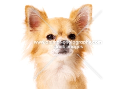 Long Haired Chihuahua isolated on a white background