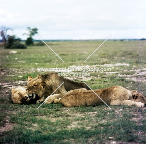 lion family playing in amboseli national park 