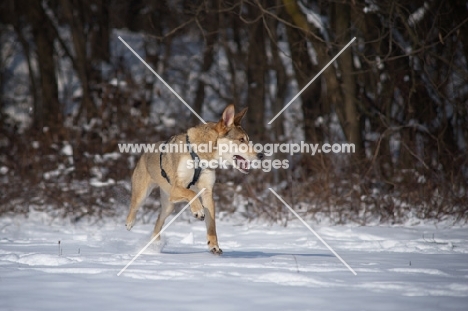 wolf-looking mongrel dog running free in the snow