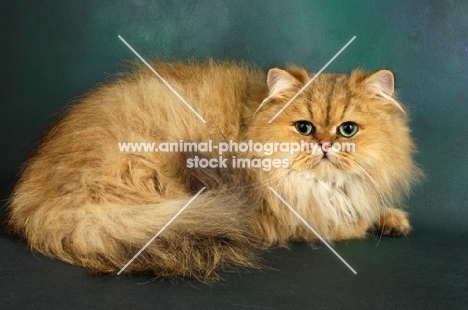 golden persian, lying down