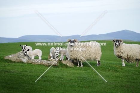 Scottish Blackface ewes and Scotch Mule lambs