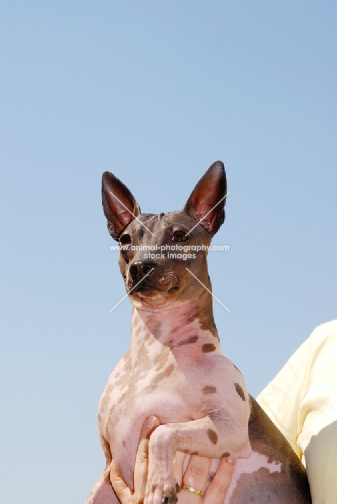 American Hairless Terrier, blue sky background
