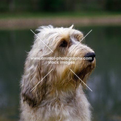 am ch billekin amanda grizzlet, otterhound head shot