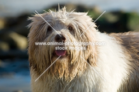 Polish Lowland Sheepdog (aka polski owczarek nizinny) looking at camera