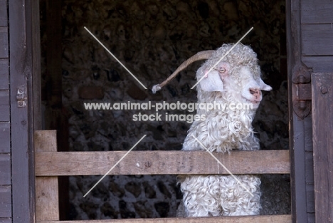 Angora goat behind fence