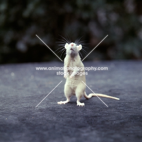 cream rat standing on hind legs