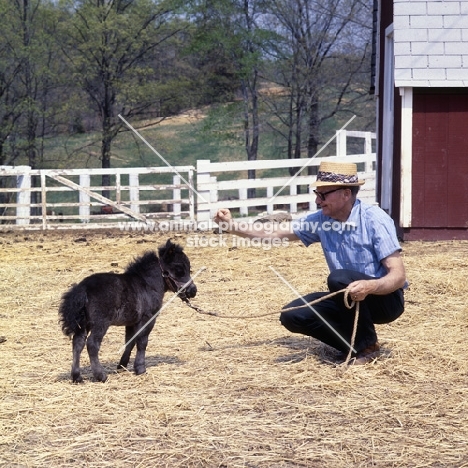 American miniature horse foal with owner, shadyacres