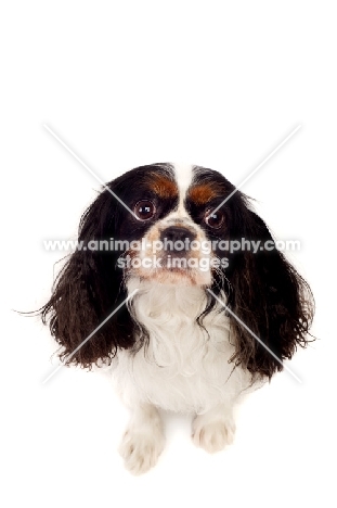 Black, brown and white King Charles Spaniel isolated on a white background