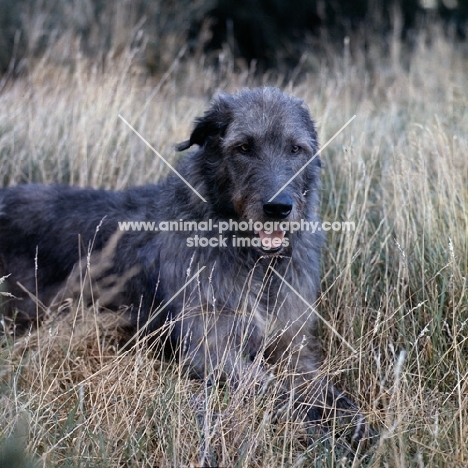 irish wolfhound from ballykelly in long grass, a grey scene