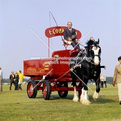 shire horse driven in a display, windsor
