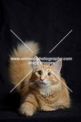 red blotched norwegian forest cat resting, black background