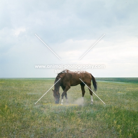 Don stallion pawing ground full body 