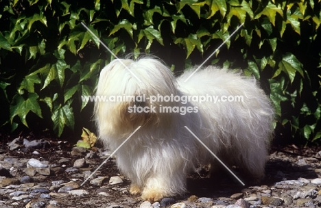 fin. f champion bimbo de la perle de l'ocean indien, coton de tulear