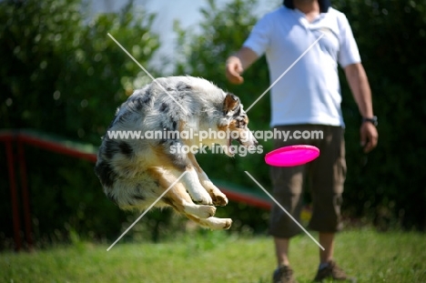 Blue merle australian shepherd jumping to catch frisbee, all legs in the air