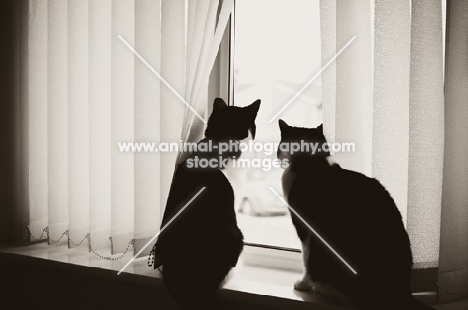two cats looking out of window