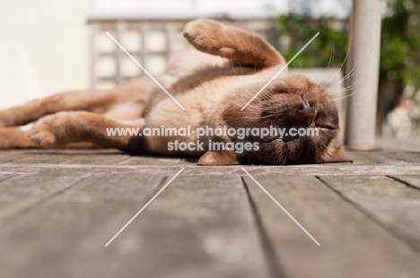 Burmese lying on back