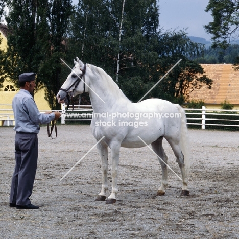 Pluto Alda, lipizzaner stallion at piber