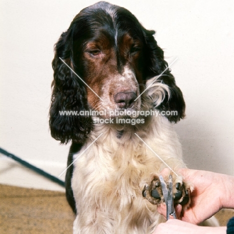 english springer spaniel having nails clipped