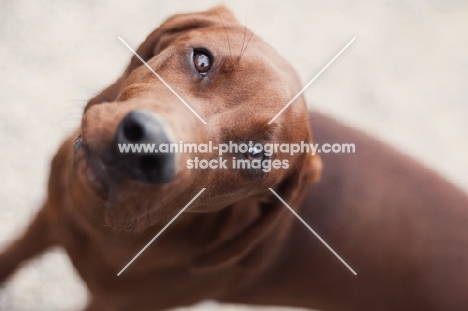 Redbone Coonhound looking at camera