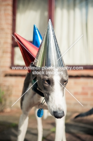 Lurcher at party