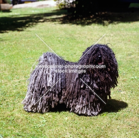 hungarian puli on grass