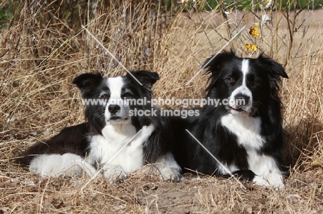 Border Collies lying down together