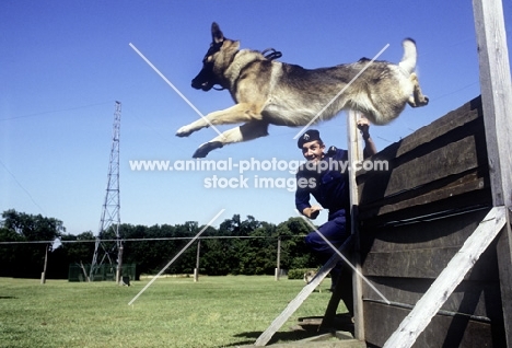 jumping a fence, german shepherd dog in training for police work