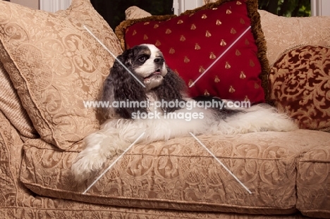 Cocker Spaniel on couch