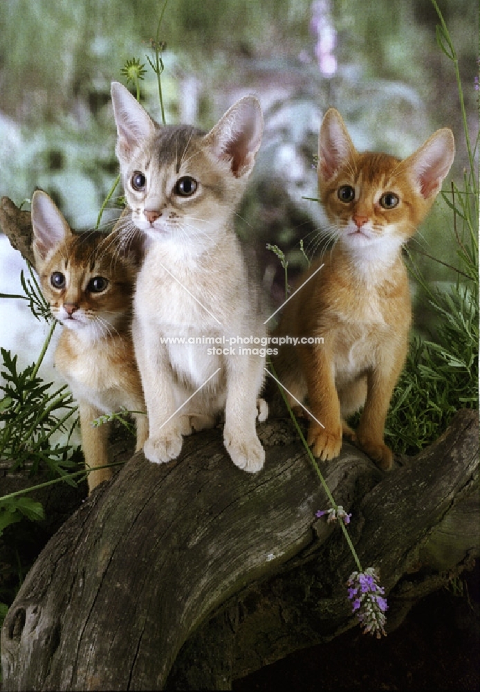 three abyssinian kittens