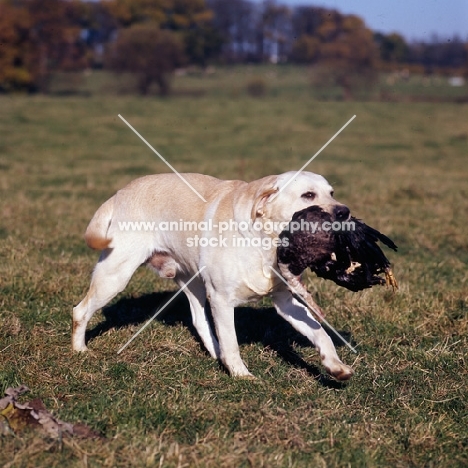 yellow labrador retrieving duck