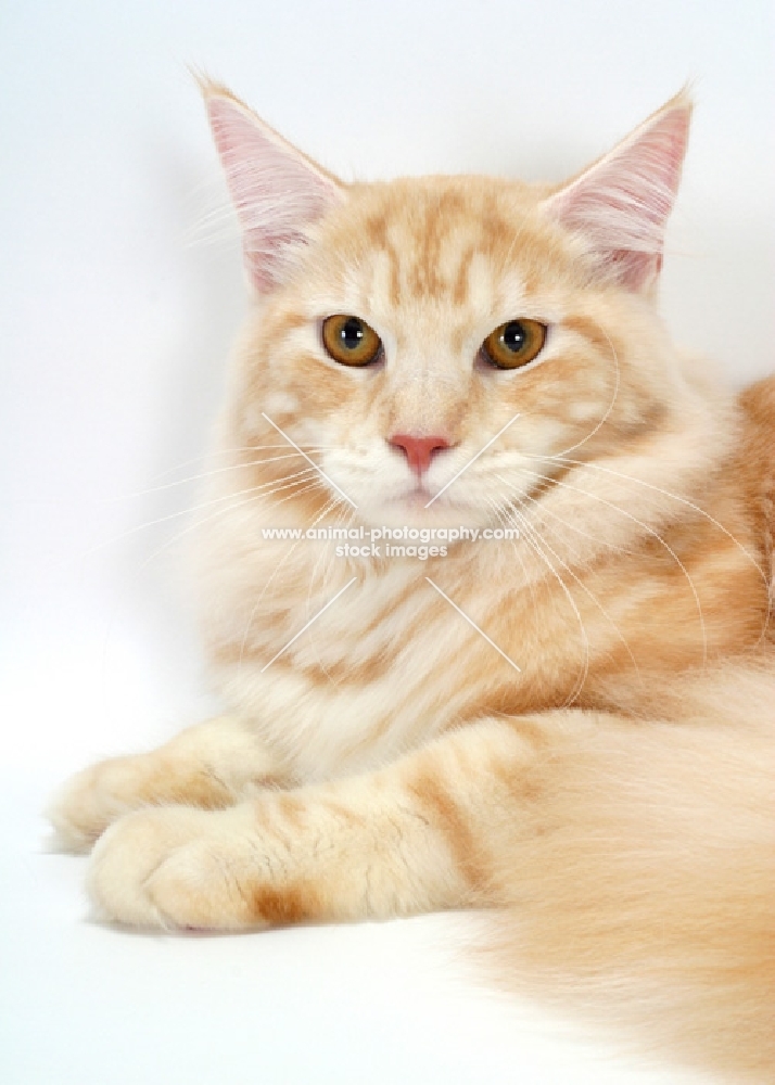 Red Silver Classic Tabby Maine Coon