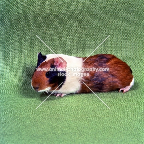 short-haired tortoiseshell and white pet guinea pig side view