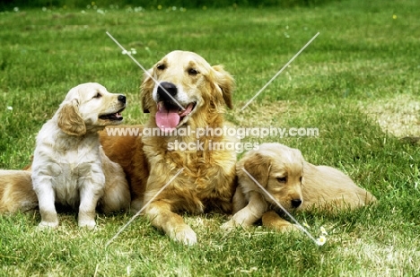 golden retriever bitch with her puppies puppies