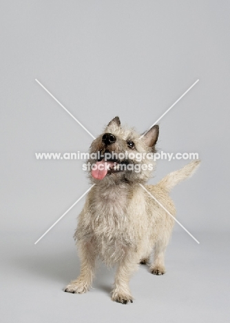 wheaten Cairn terrier looking happy and expectant on gray studio background.