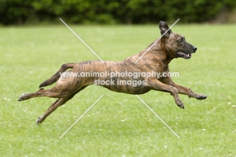 Cross bred dog running