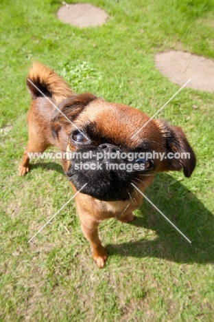 Petit Griffon Brabancon looking at camera