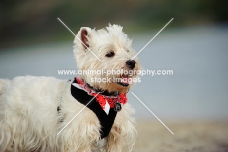 West Highland White Terrier