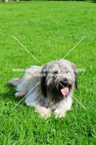 Catalan Sheepdog (aka Gos d'Atura) lying down