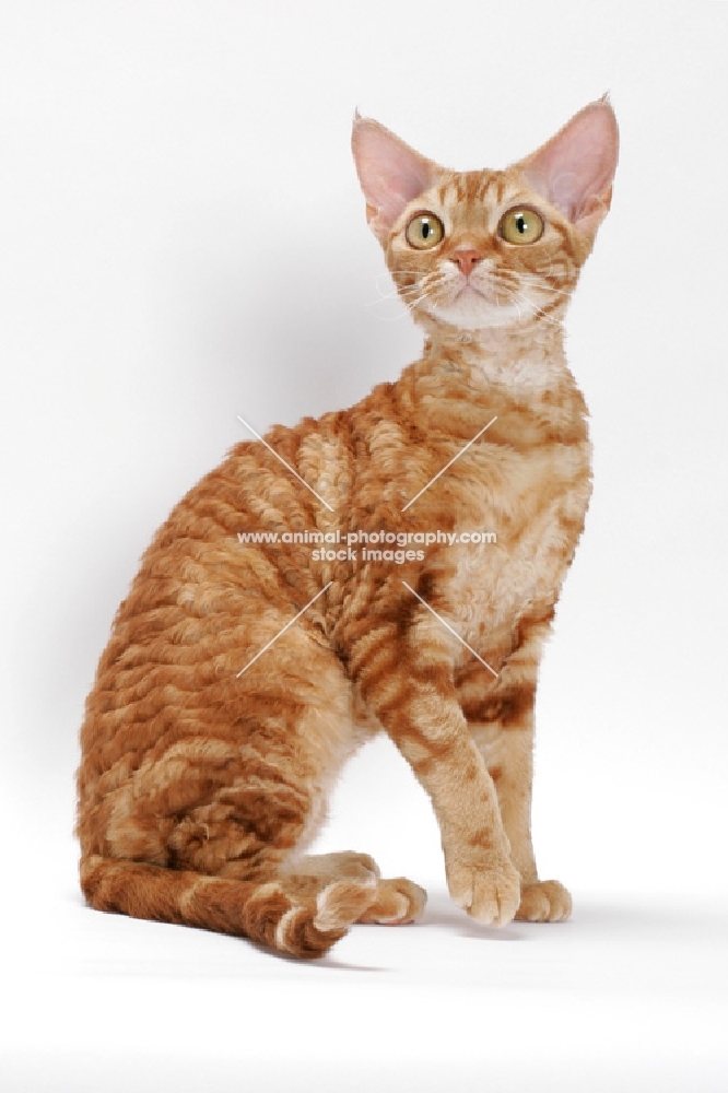 Devon Rex on white background, full body, red classic tabby