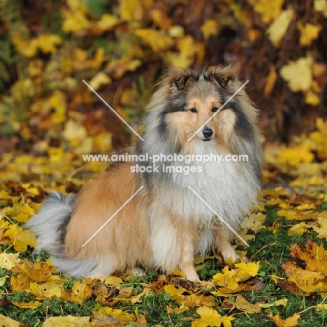 sable colour (not listed)shetland sheep dog, sat in yellow autumn leaves
