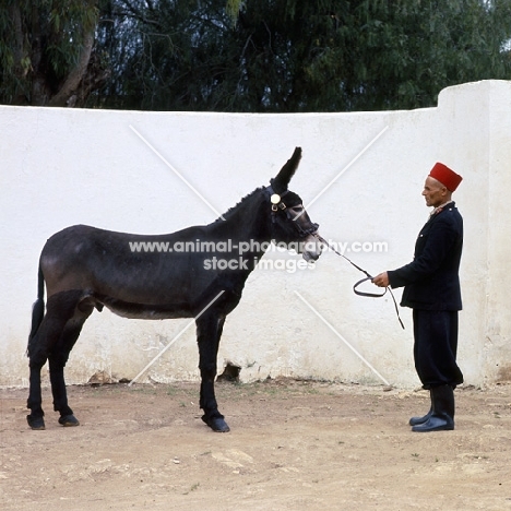 stud donkey in morocco
