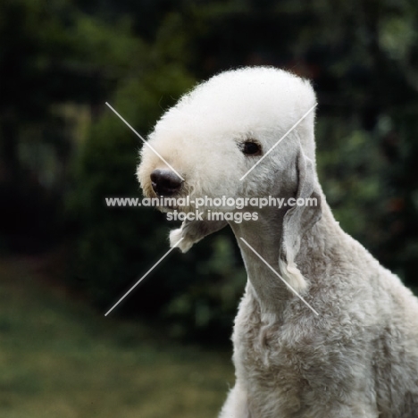 bedlington terrier portrait