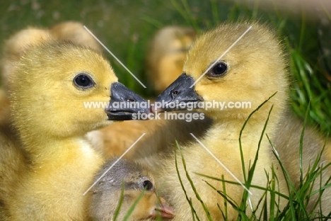 cute Steinbacher goslings