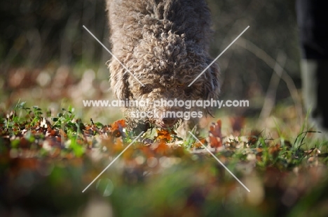 Lagotto Romagnolo looking for truffles