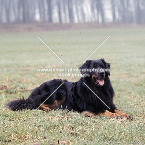 ger ch asko vom brunnenhof, black and tan hovawart lying in a field
