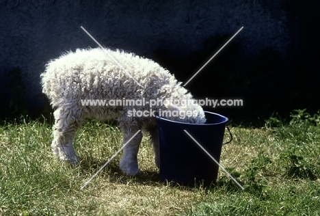 grey face dartmoor lamb with its head in a bucket