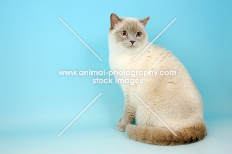 british shorthair, lilac colour point