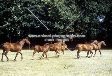 group of oldenburg mares and foals crossing a field in germany